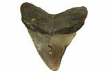 Posterior Megalodon Tooth - North Carolina #328033-1